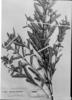 Piriqueta densiflora image