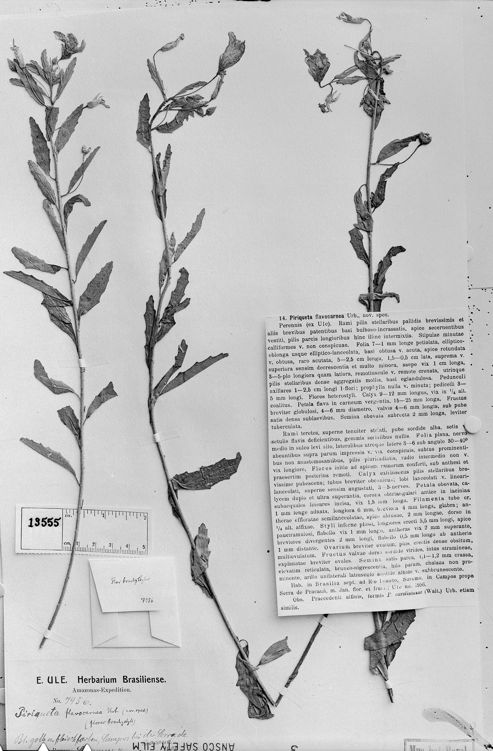 Piriqueta guianensis subsp. guianensis image