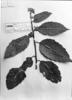 Turnera macrophylla image