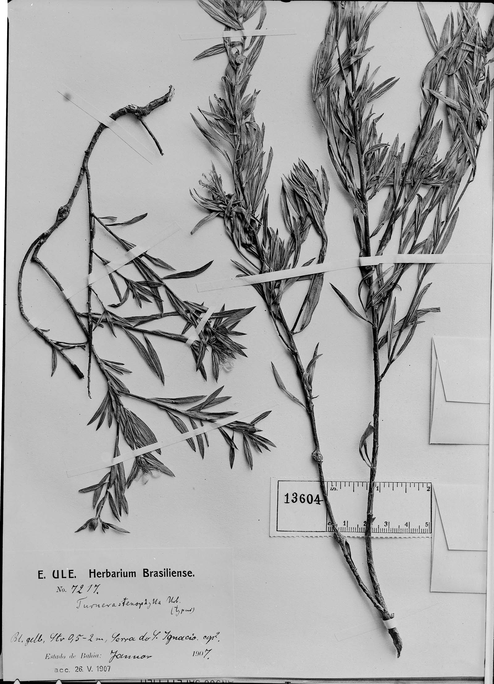 Turnera stenophylla image