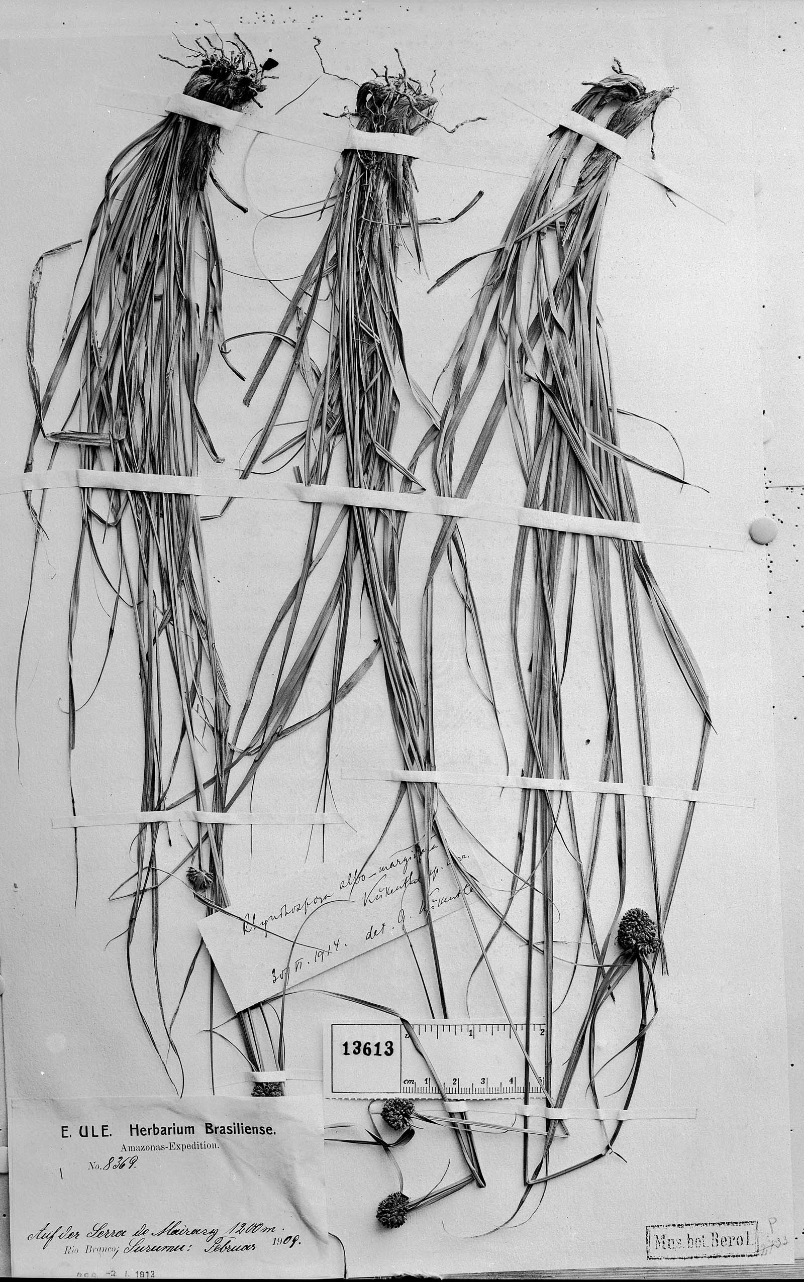 To Field Museum Herbarium (Rhynchospora albo-marginata Kük. photographed at B holotype 1)