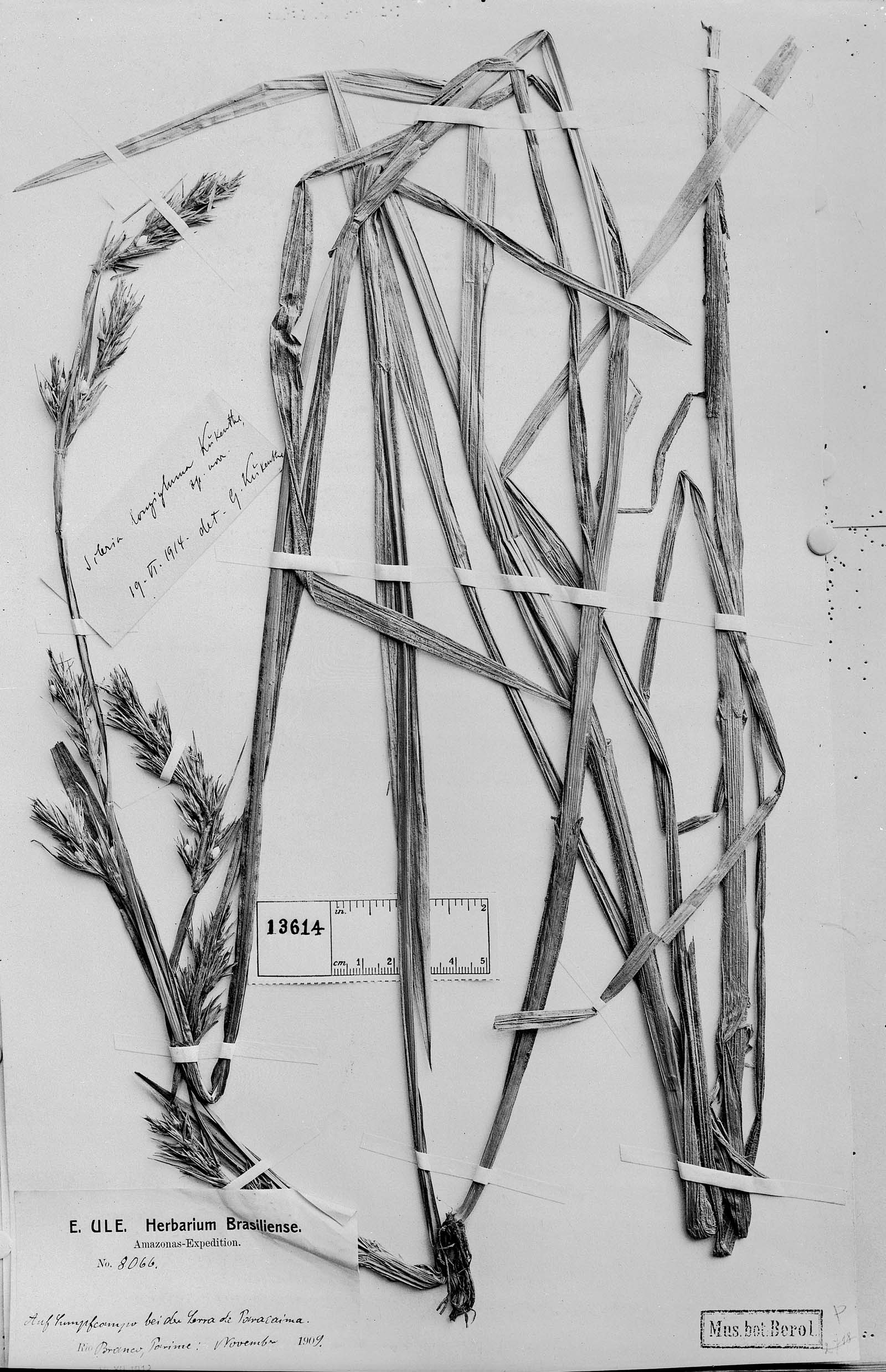 To Field Museum Herbarium (Rhynchospora longigluma Kük. photographed at B type [status unknown] 1)