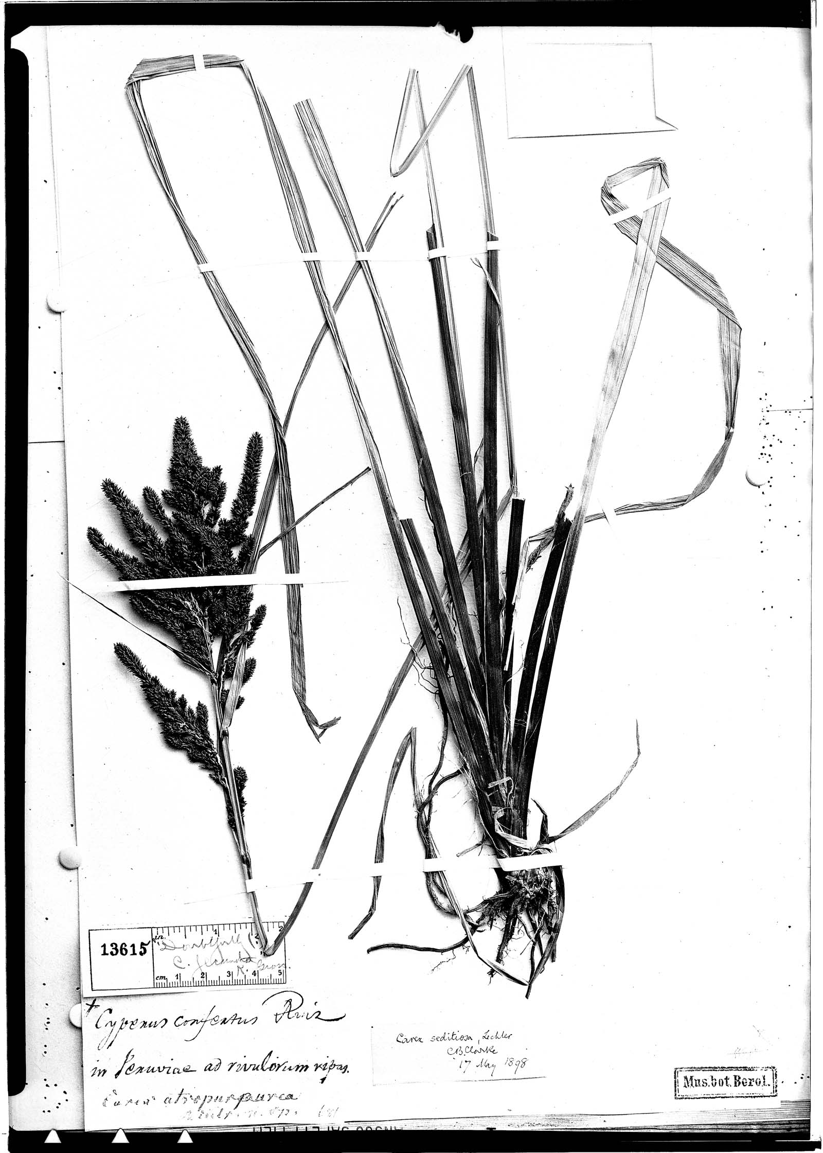 Carex atrata subsp. atrata image