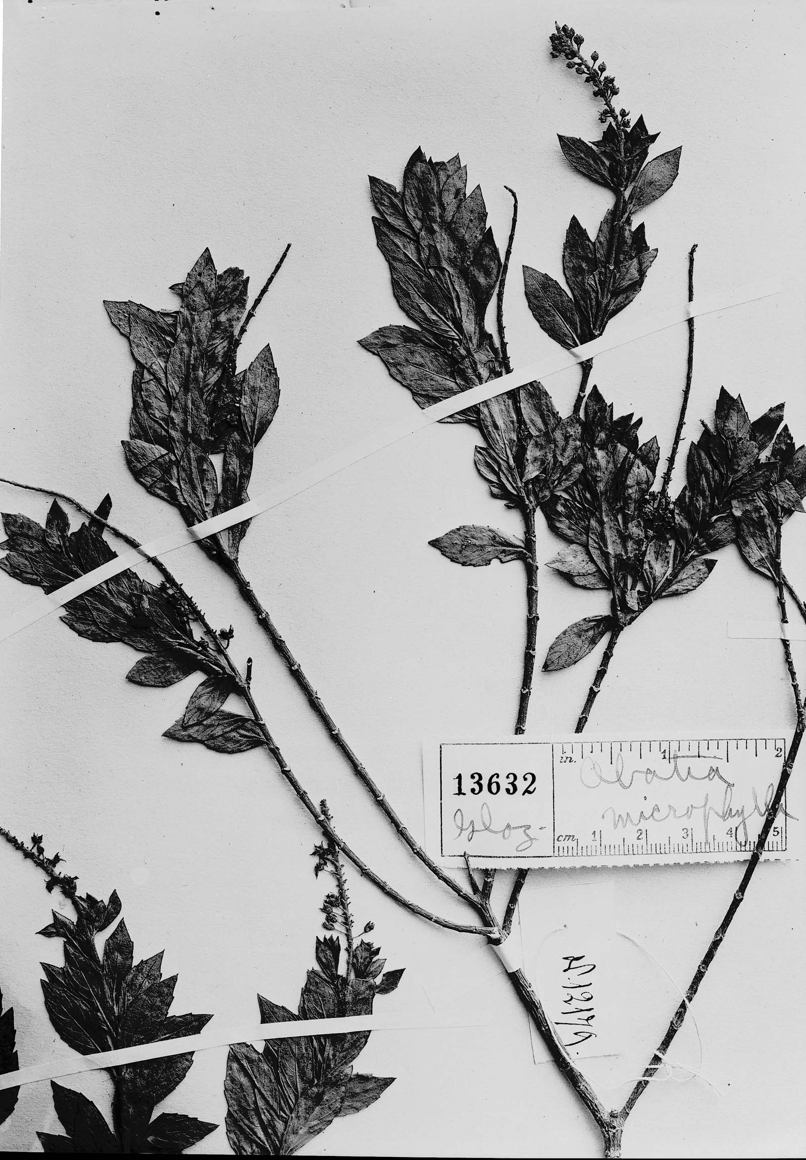Abatia microphylla image