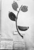 Flacourtia prunifolia image