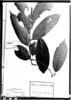 Casearia celtidifolia image