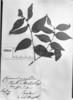 Casearia zizyphoides image
