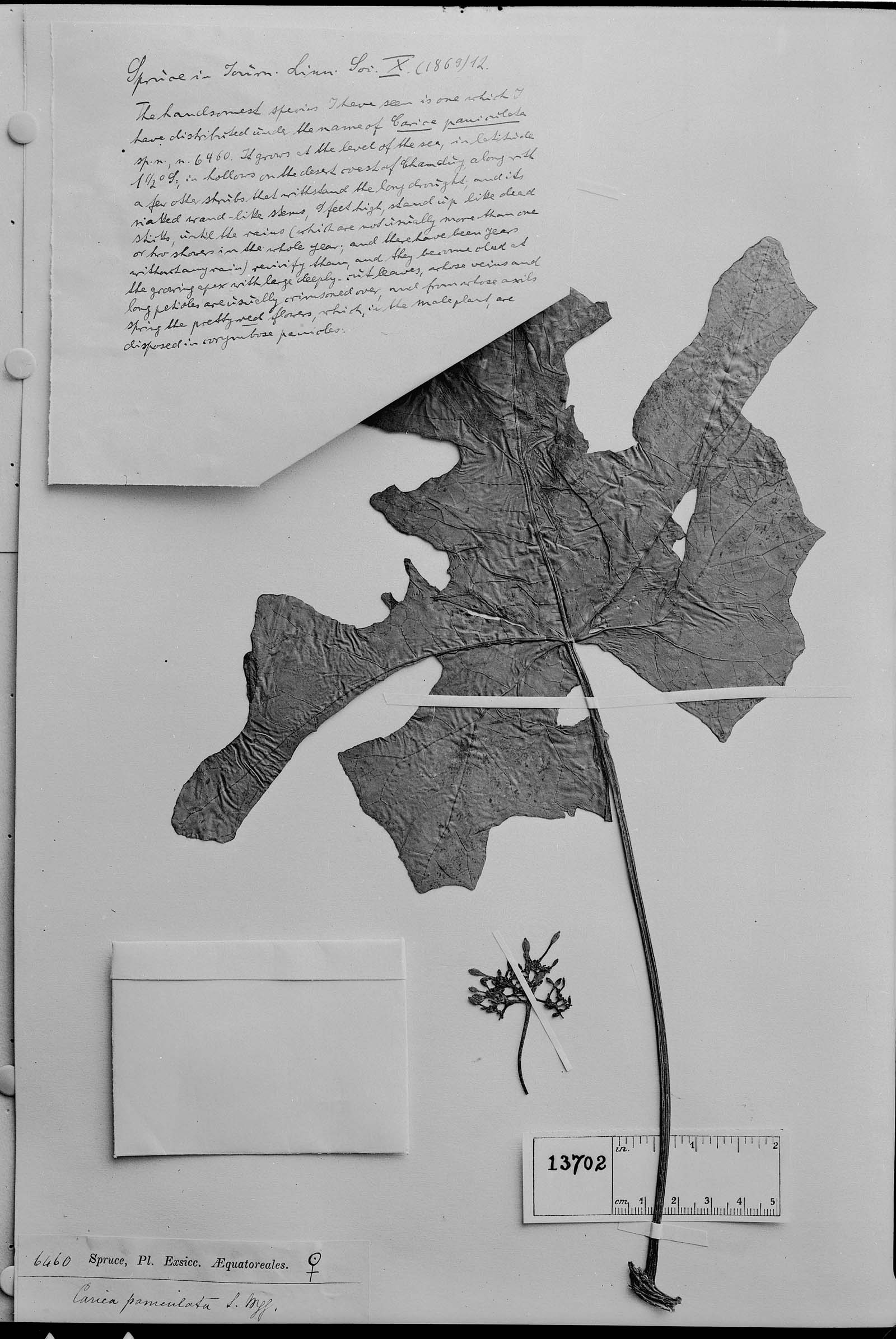 Carica paniculata image