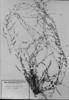 Evolvulus linarioides image