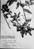 Jacquemontia floribunda image