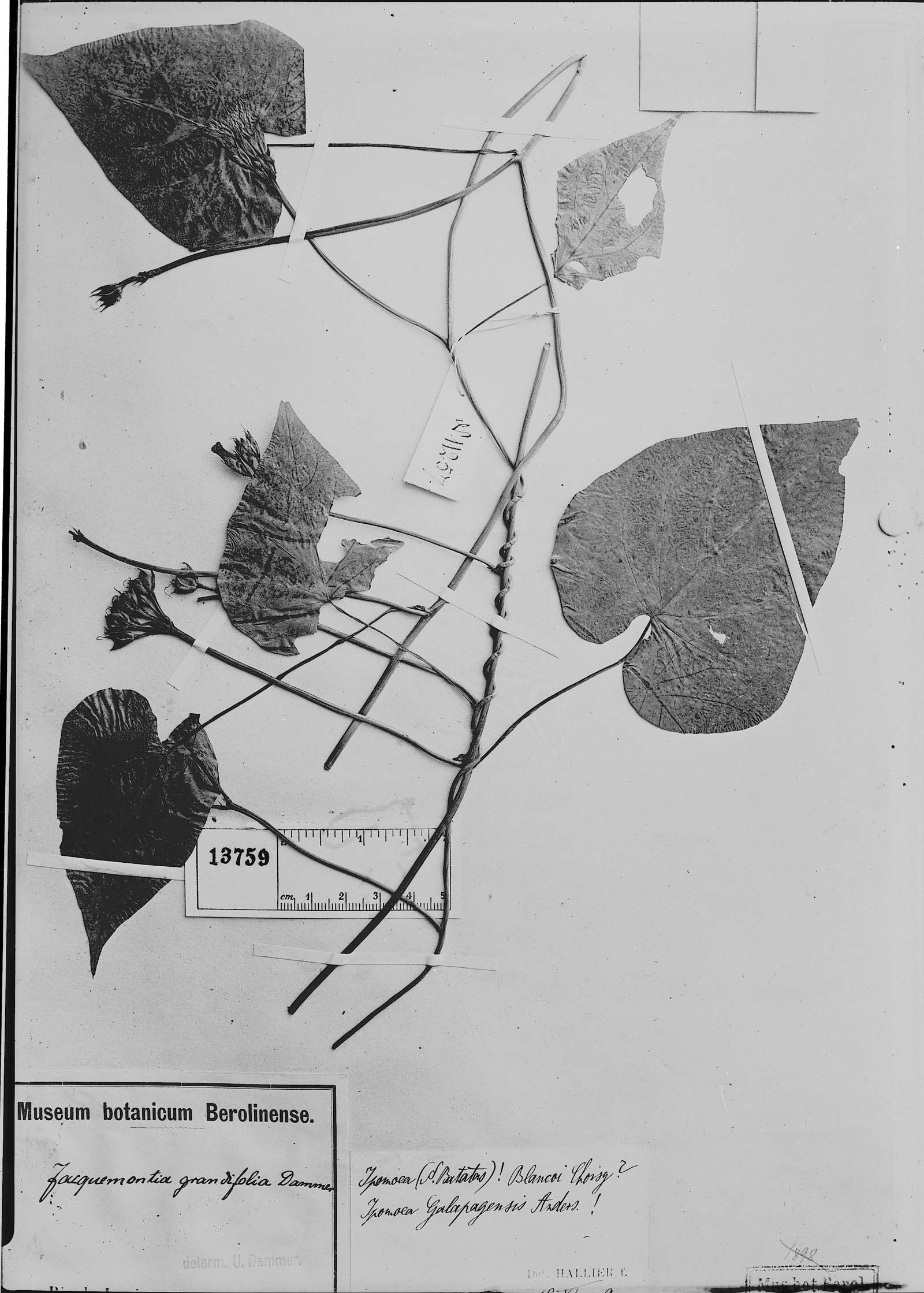 Ipomoea grandifolia image
