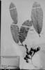 Maripa longifolia image
