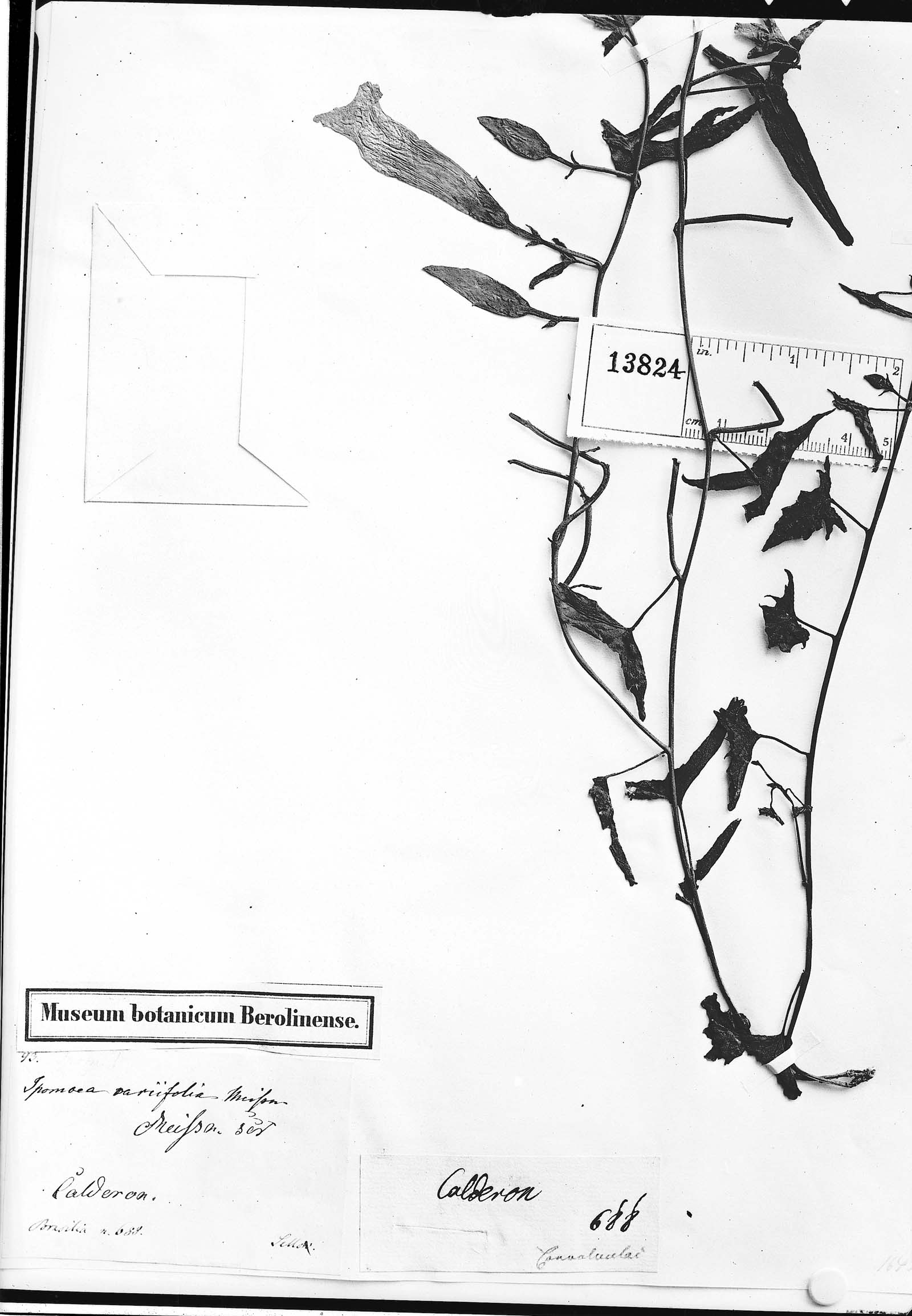 Ipomoea variifolia image