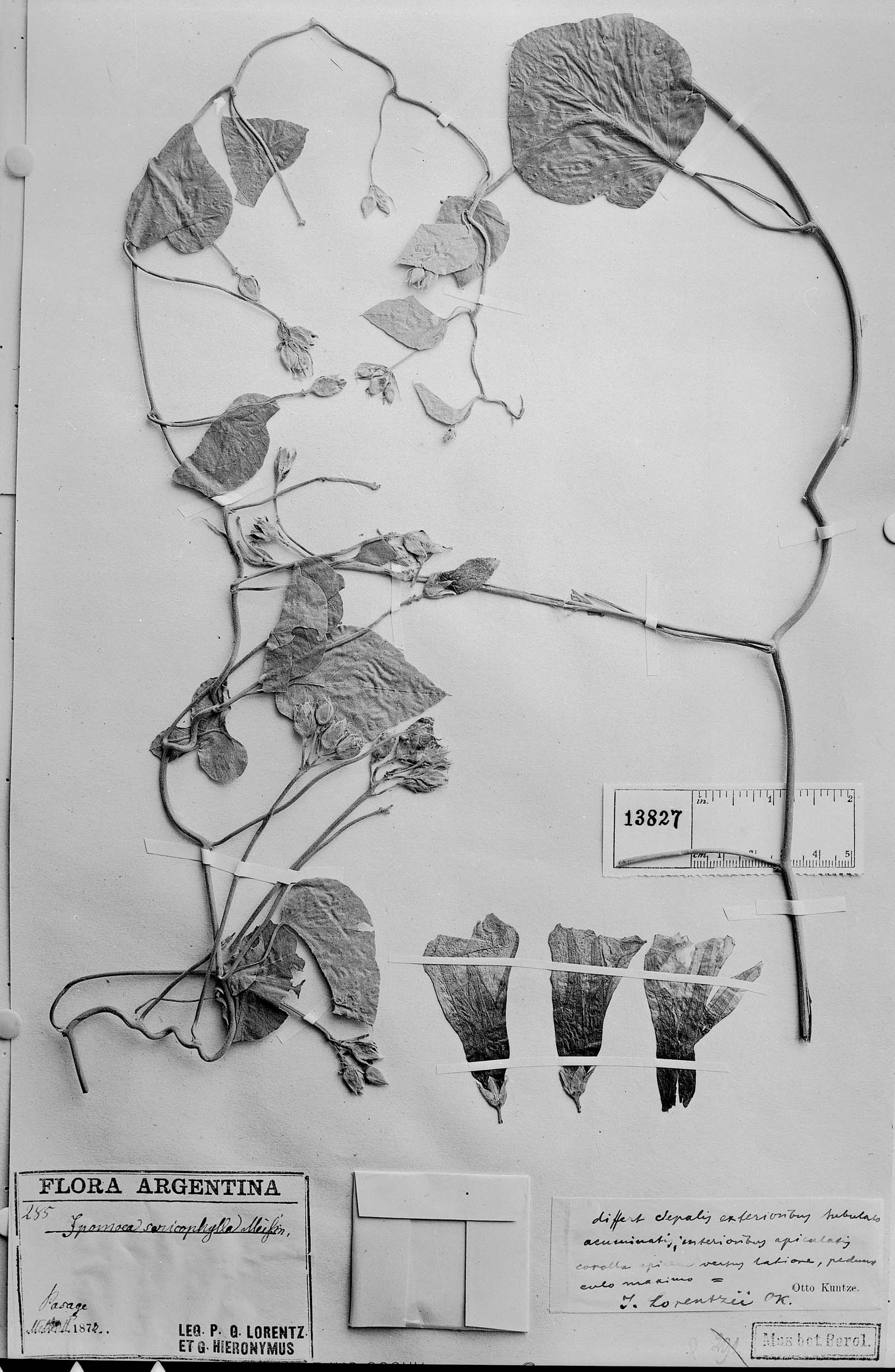 Ipomoea argentifolia image