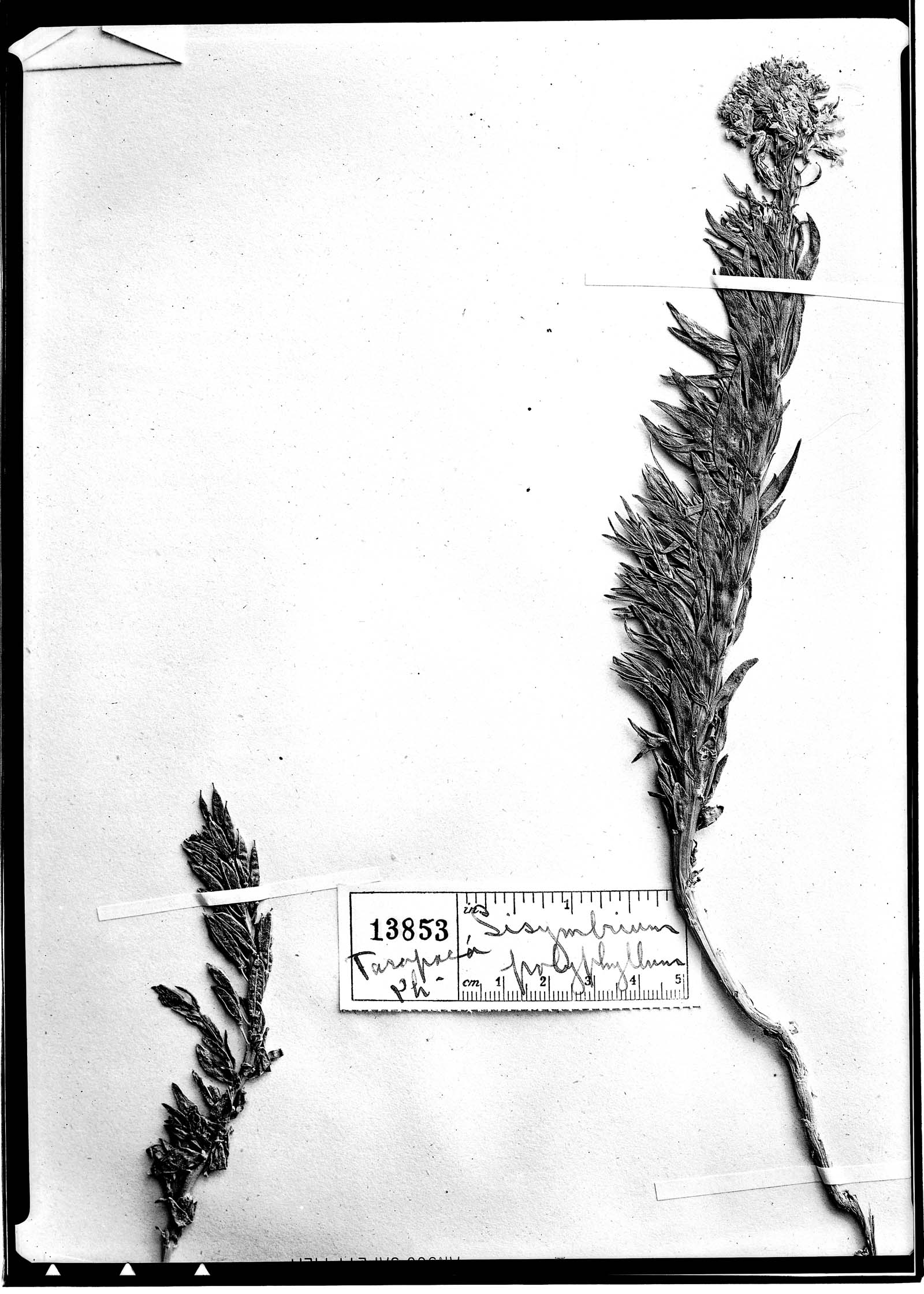 Sisymbrium polyphyllum image