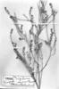 Lepidium myrianthum image