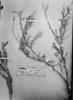 Mathewsia auriculata image