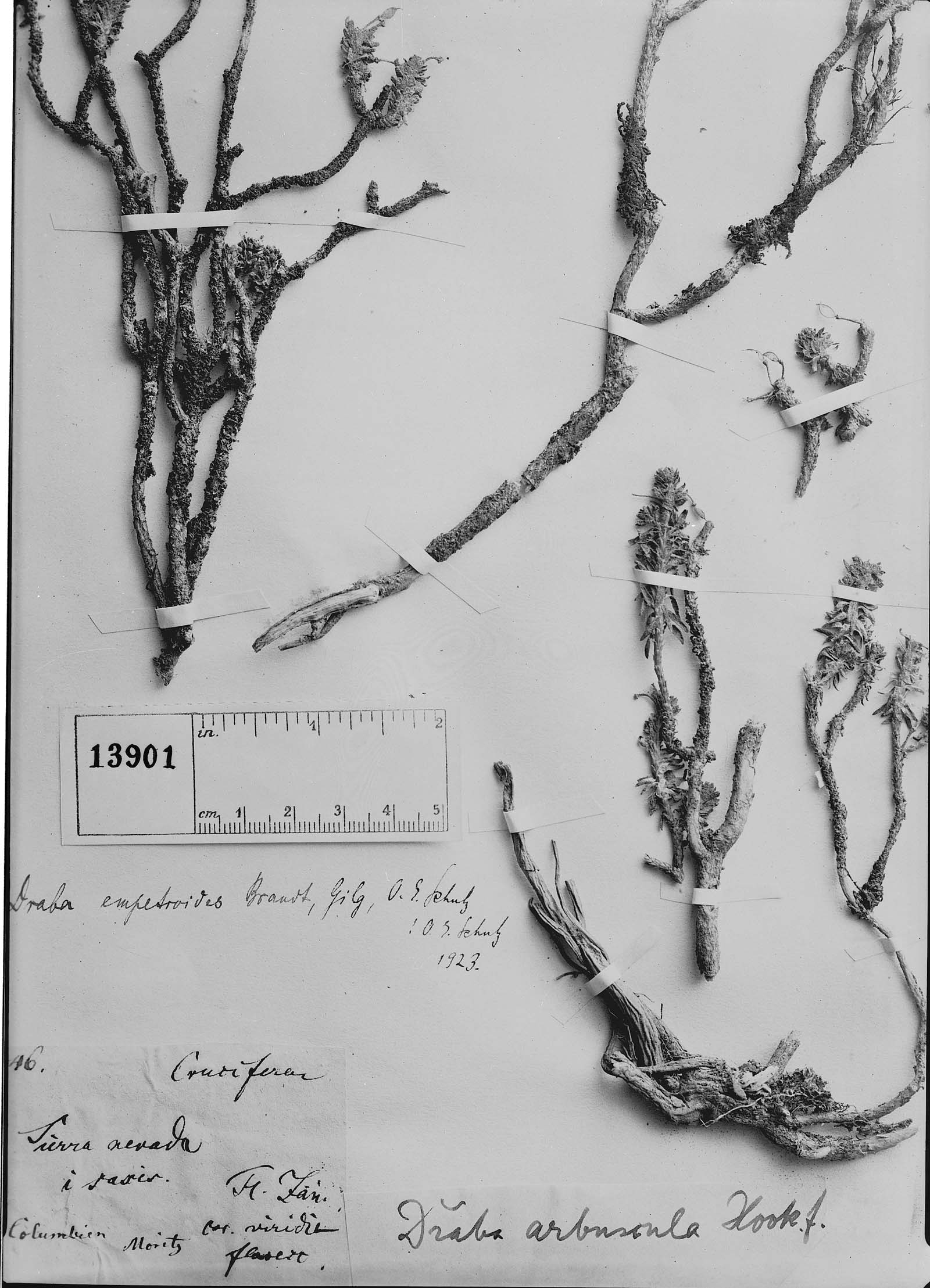 Draba pulvinata subsp. pulvinata image