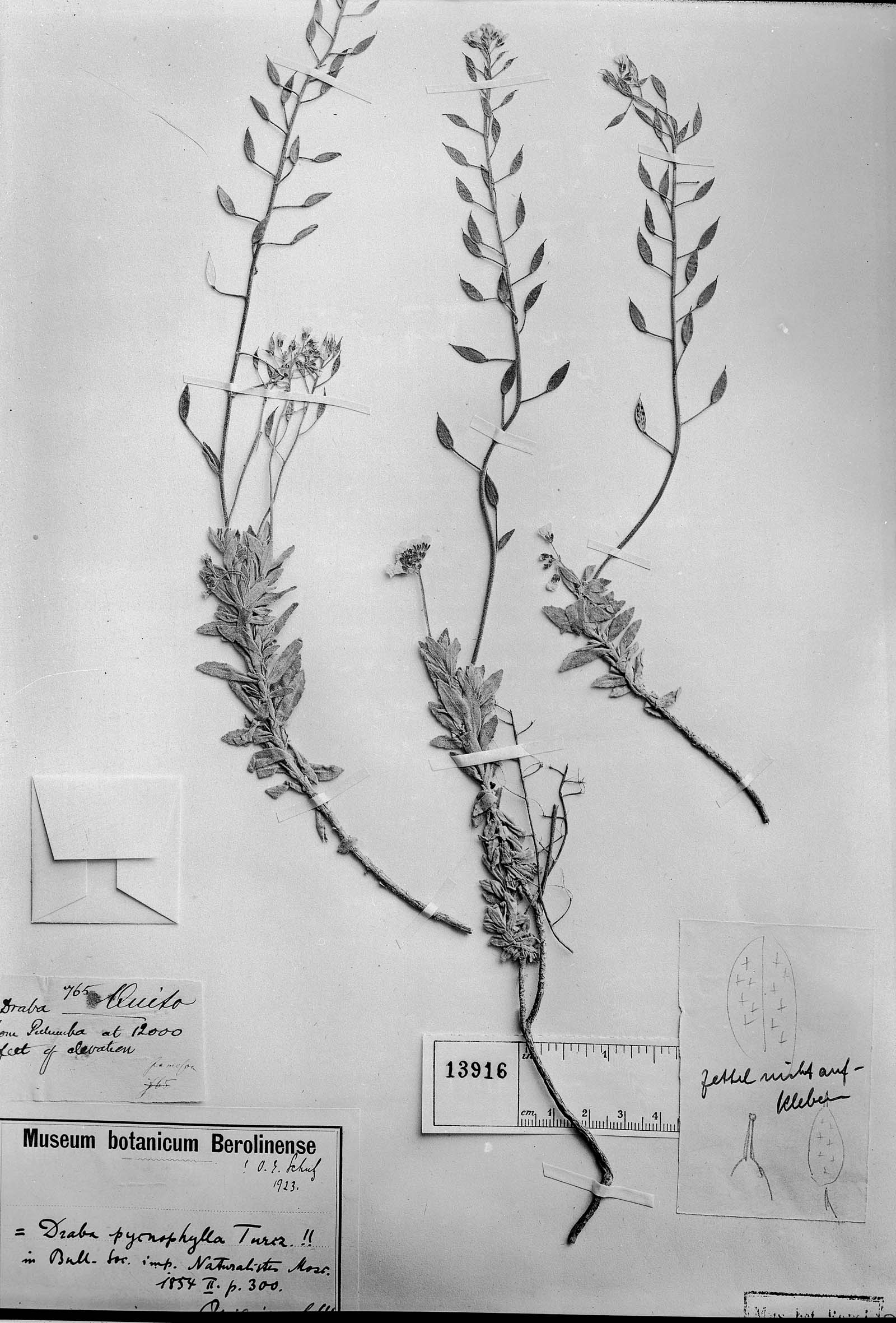 Draba pycnophylla image
