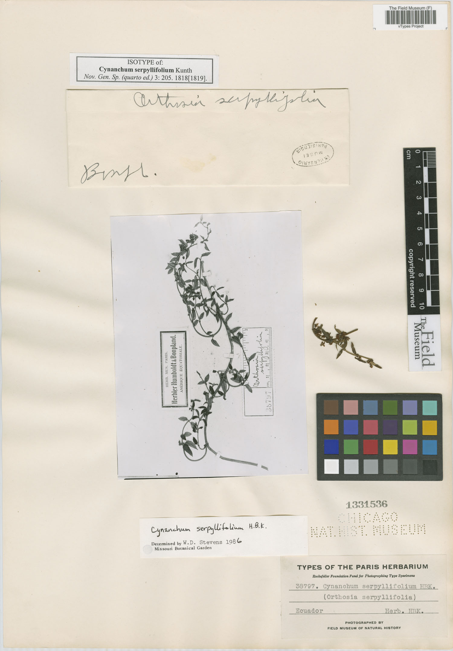 Cynanchum serpyllifolium image