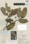 Prunus wurdackii image