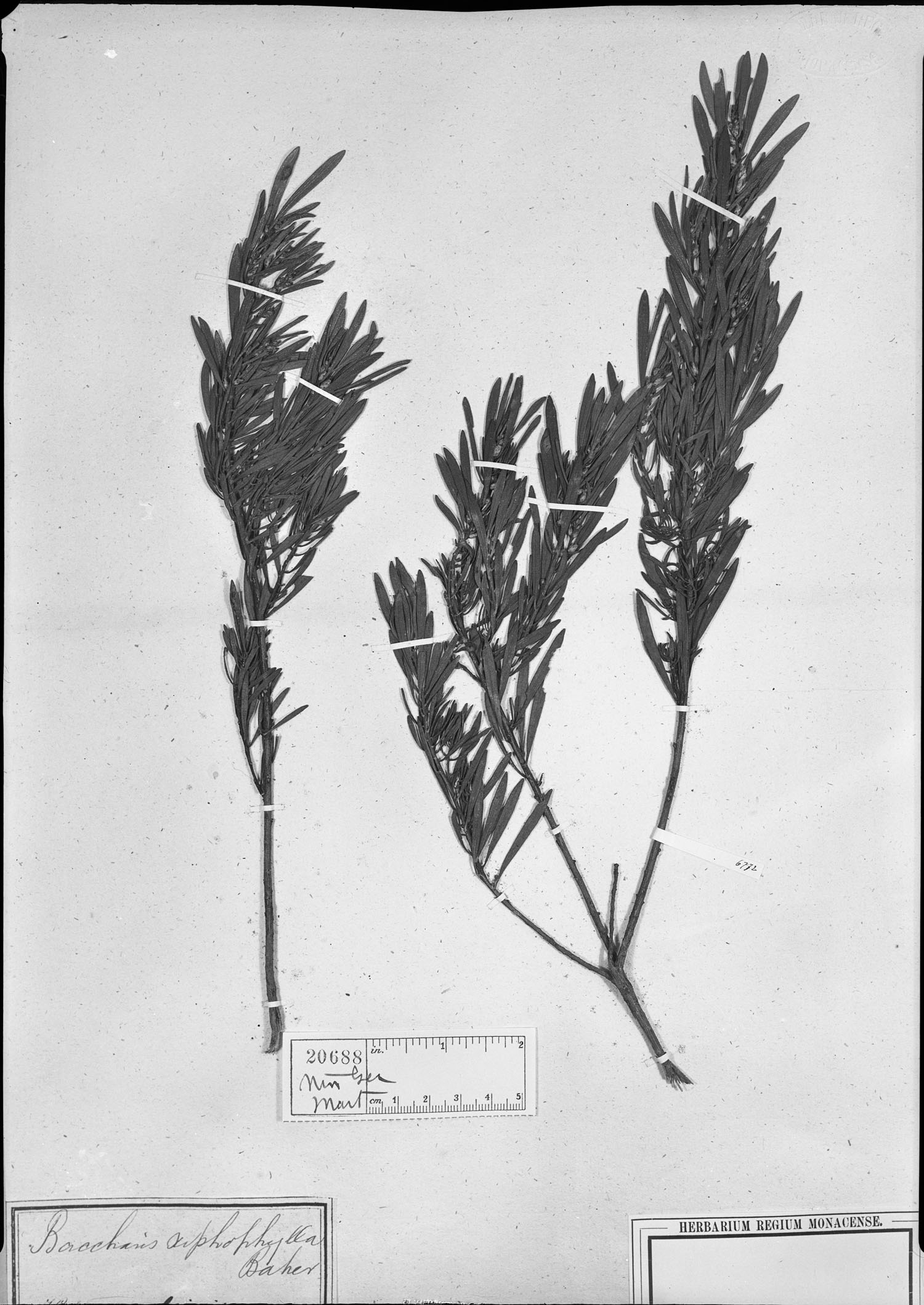 Baccharis xiphophylla image