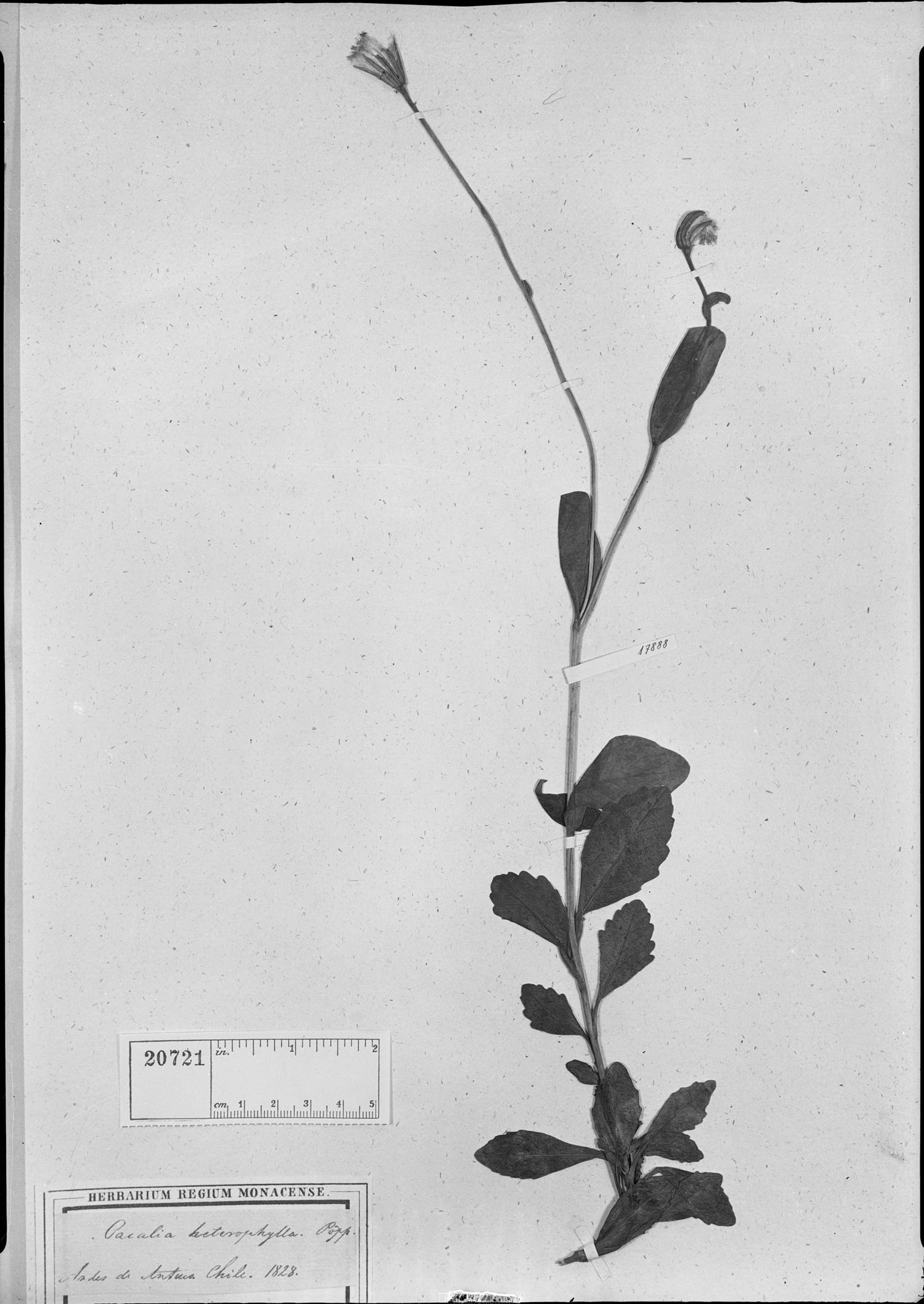 Cacalia heterophylla image