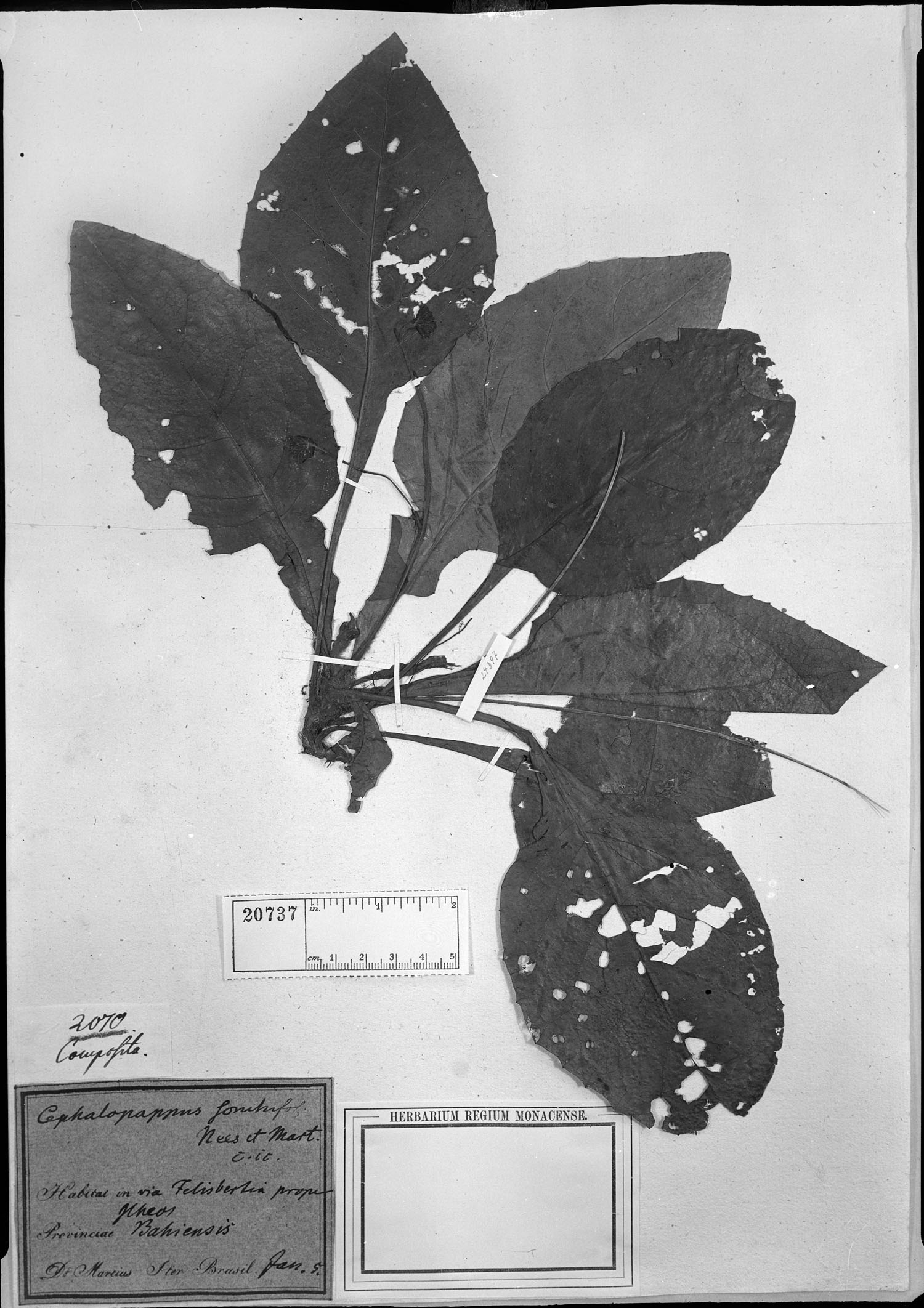 Cephalopappus sonchifolius image