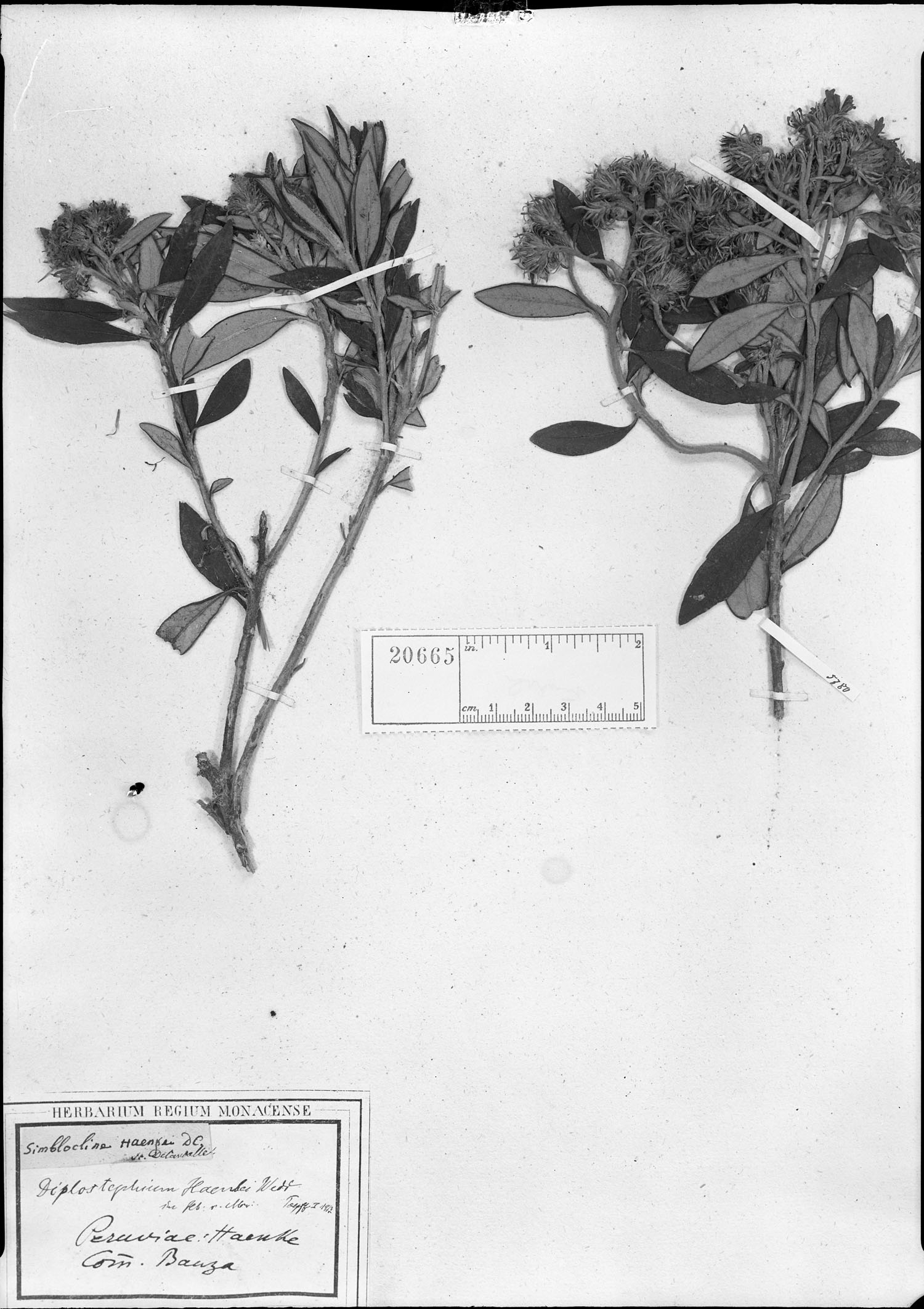 Diplostephium haenkei image