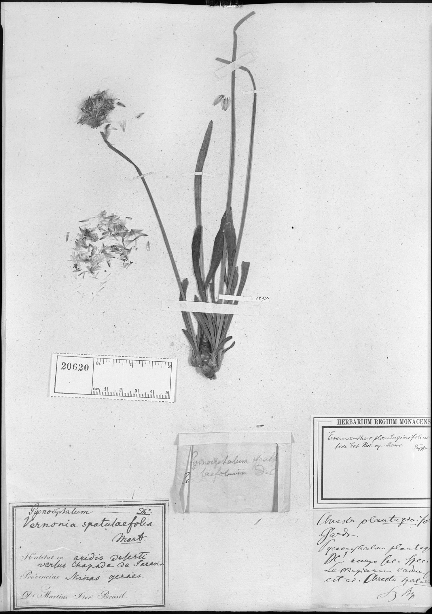 Chresta plantaginifolia image