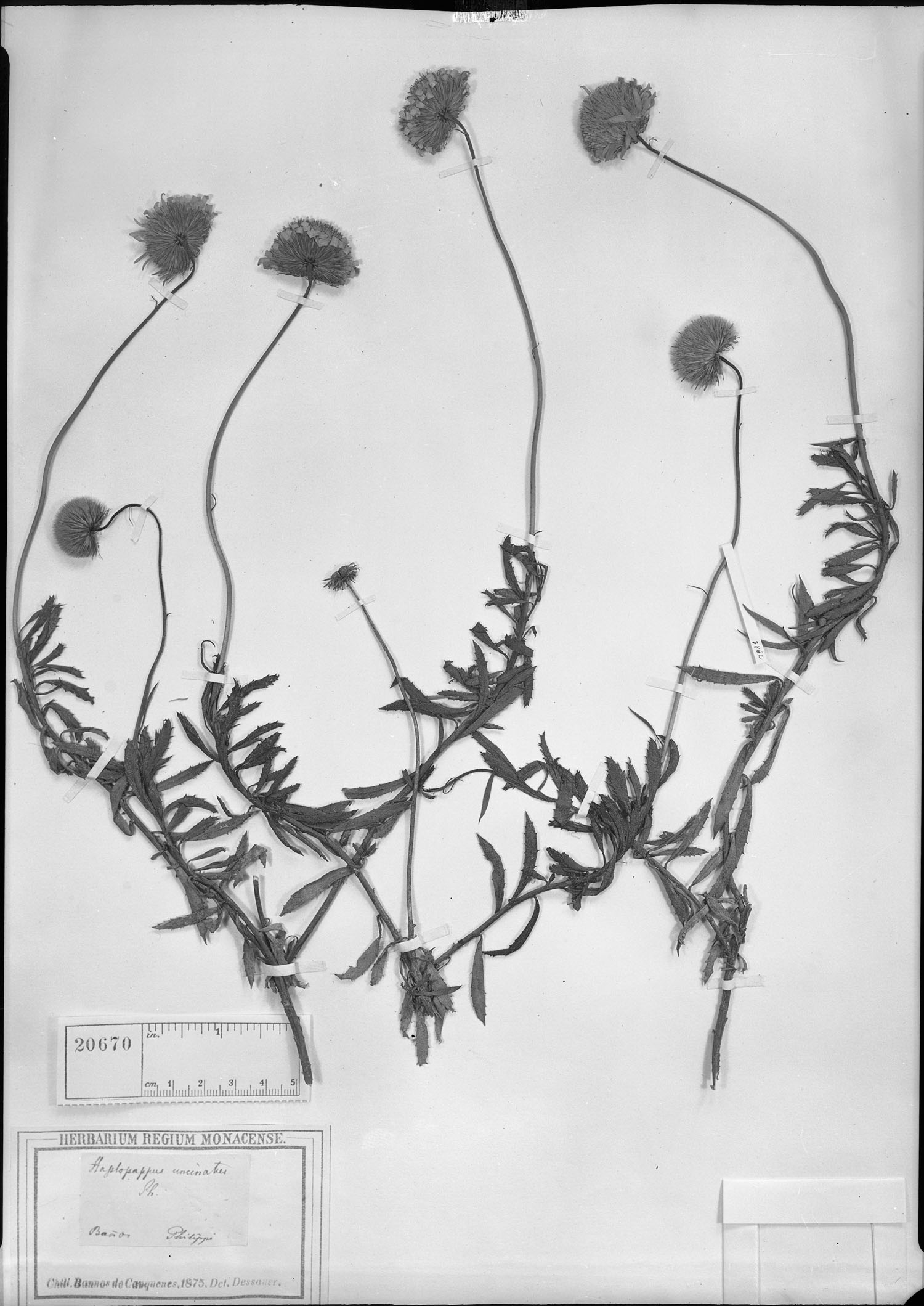 Haplopappus uncinatus image