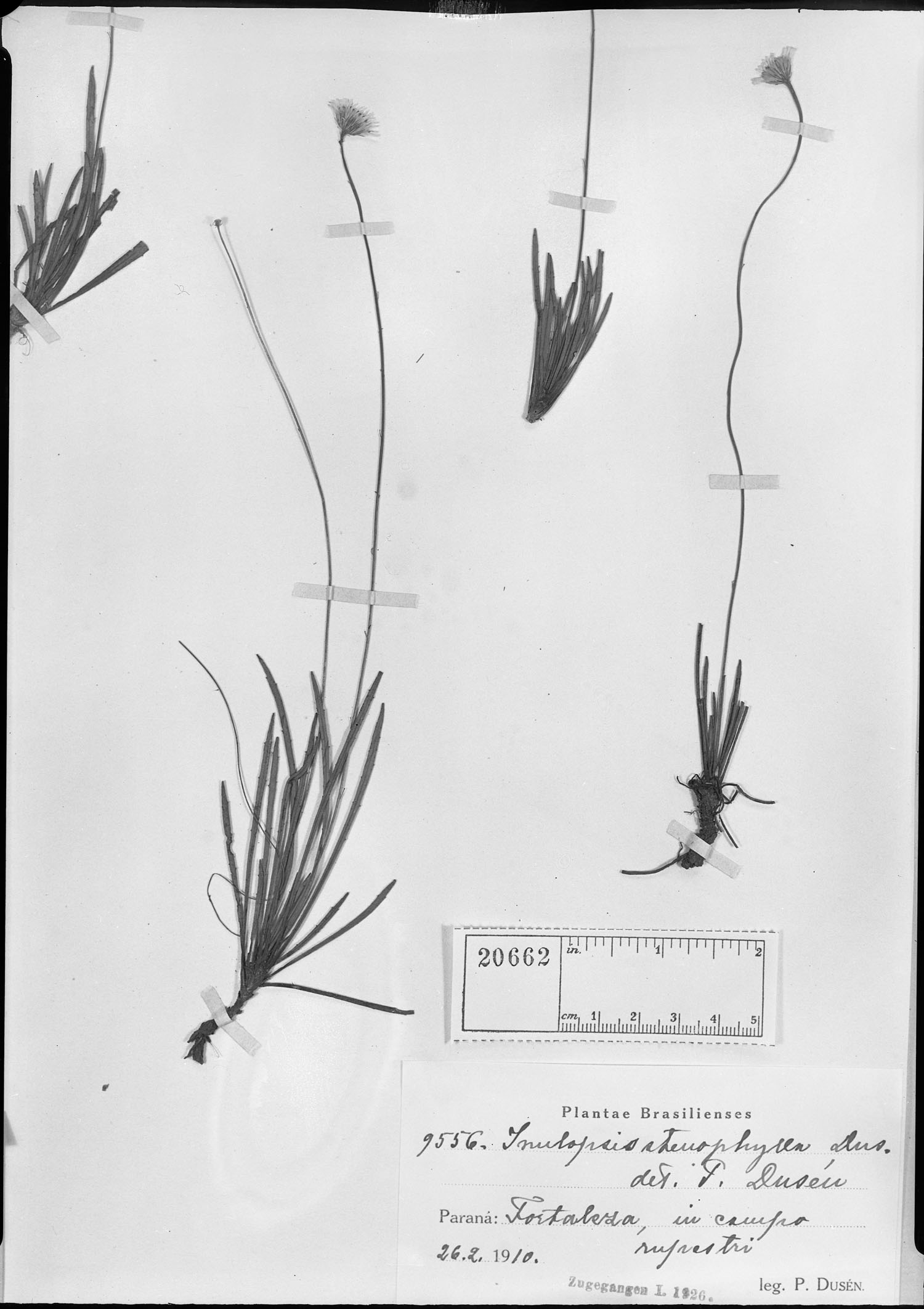 Inulopsis stenophylla image