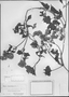 Mikania periplocifolia image