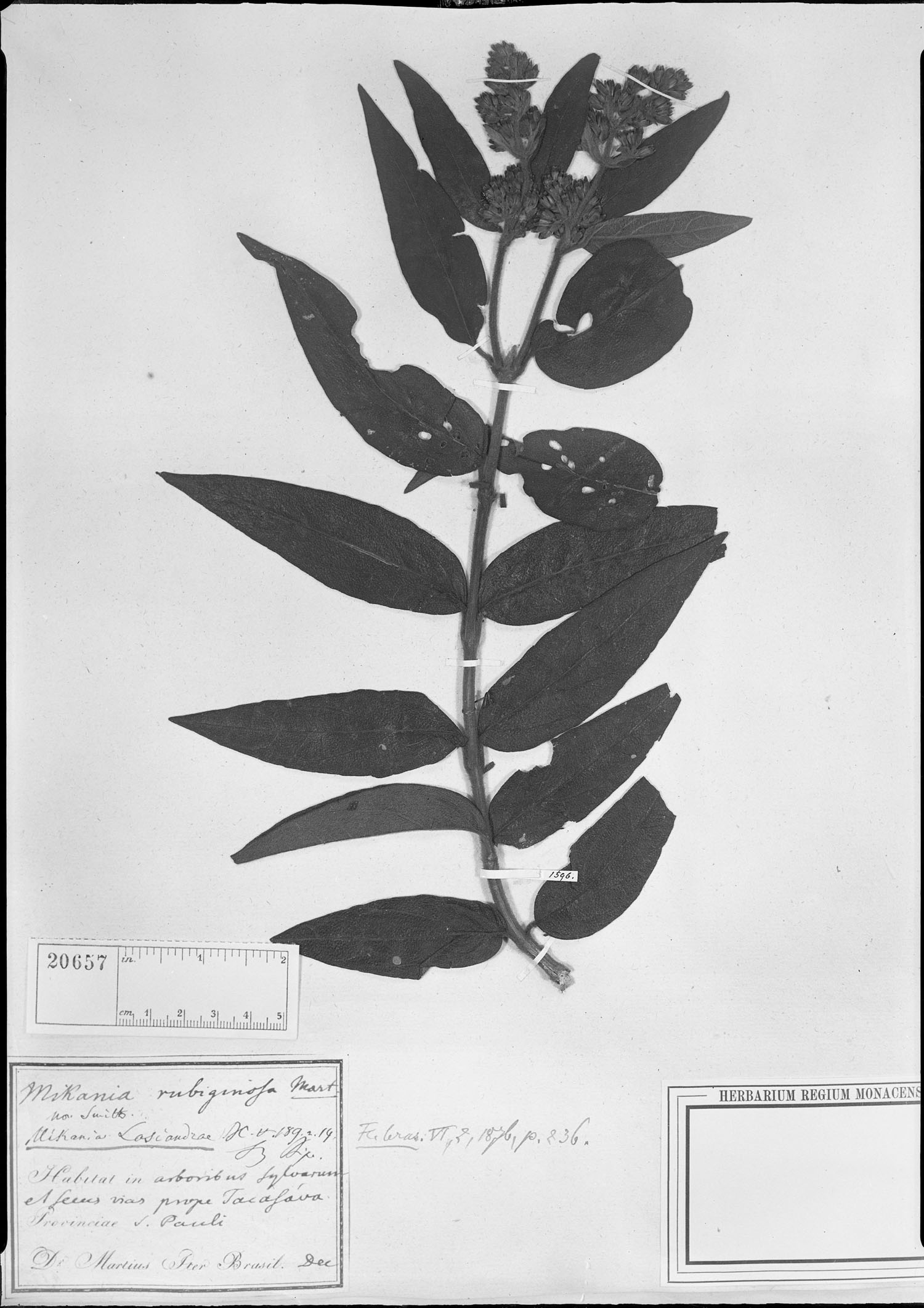 Mikania lasiandrae image
