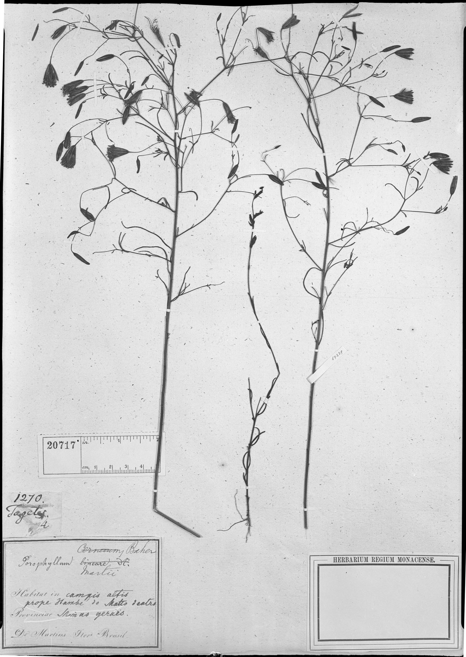 Porophyllum lanceolatum image