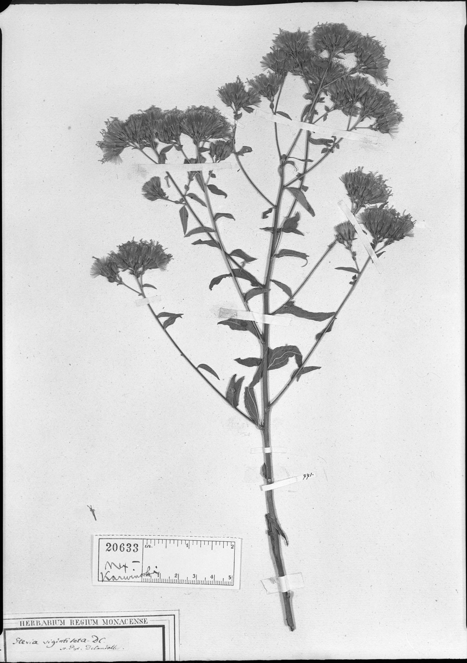 Steviopsis vigintiseta image