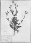 Stilpnopappus trichospiroides image