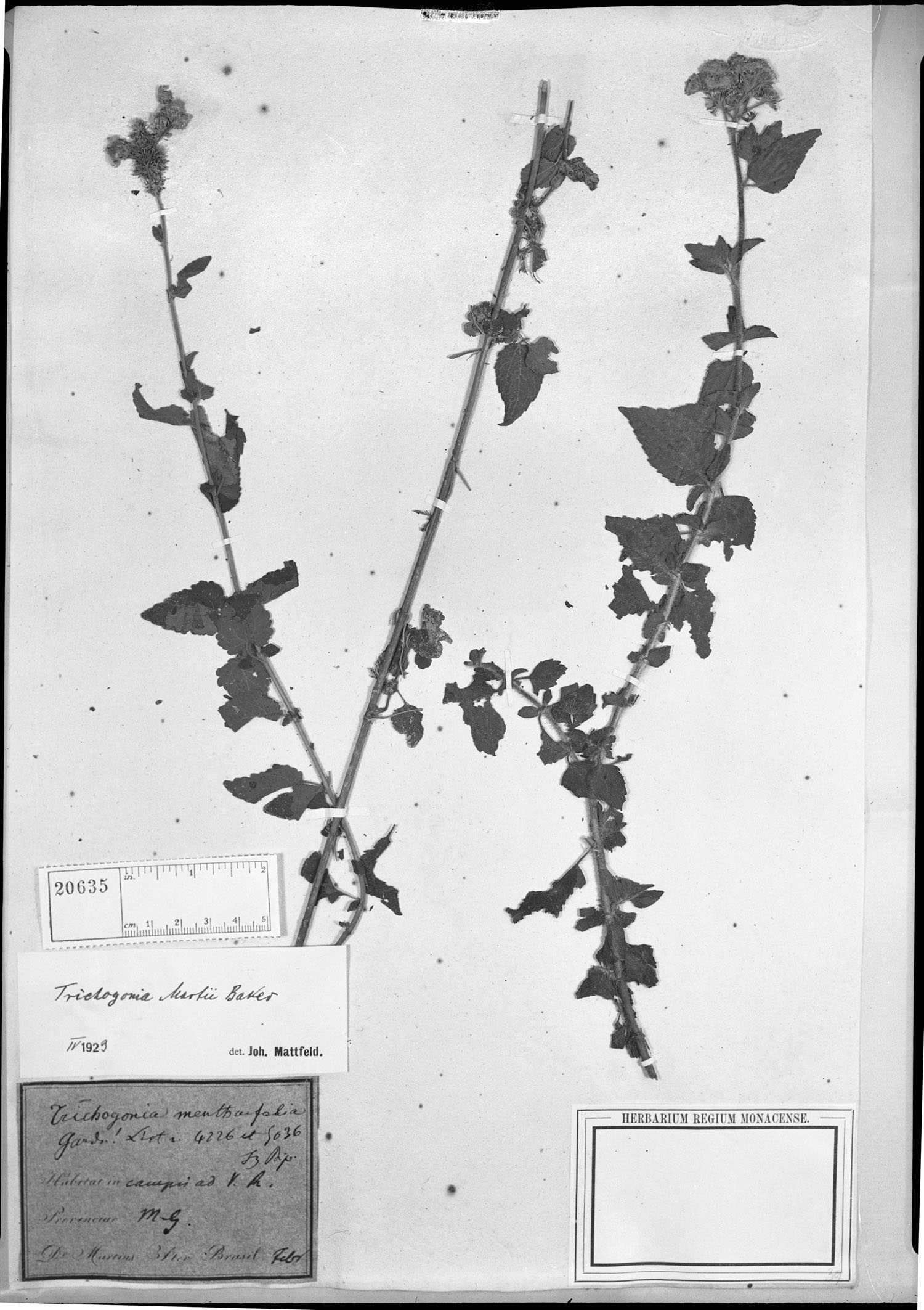 Trichogonia martii image