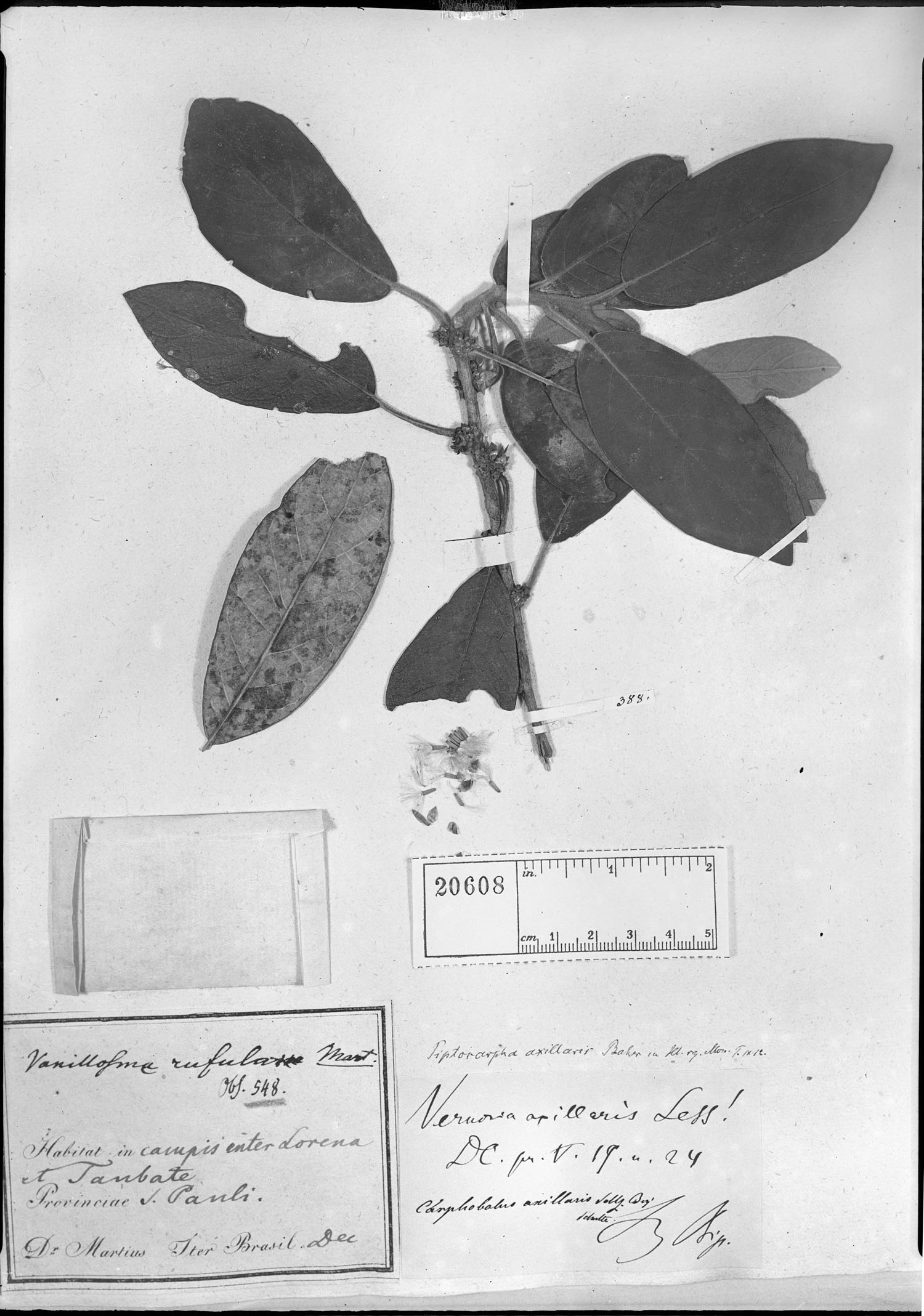 Piptocarpha axillaris subsp. axillaris image