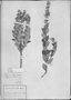 Lessingianthus tomentellus image
