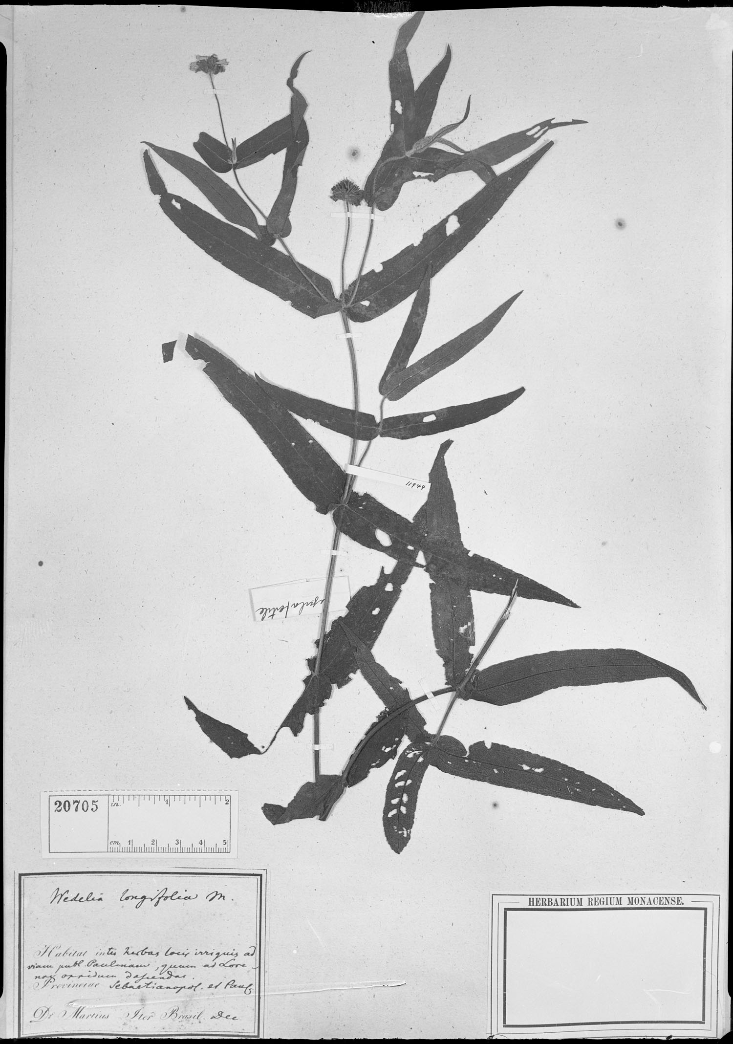 Wedelia longifolia image