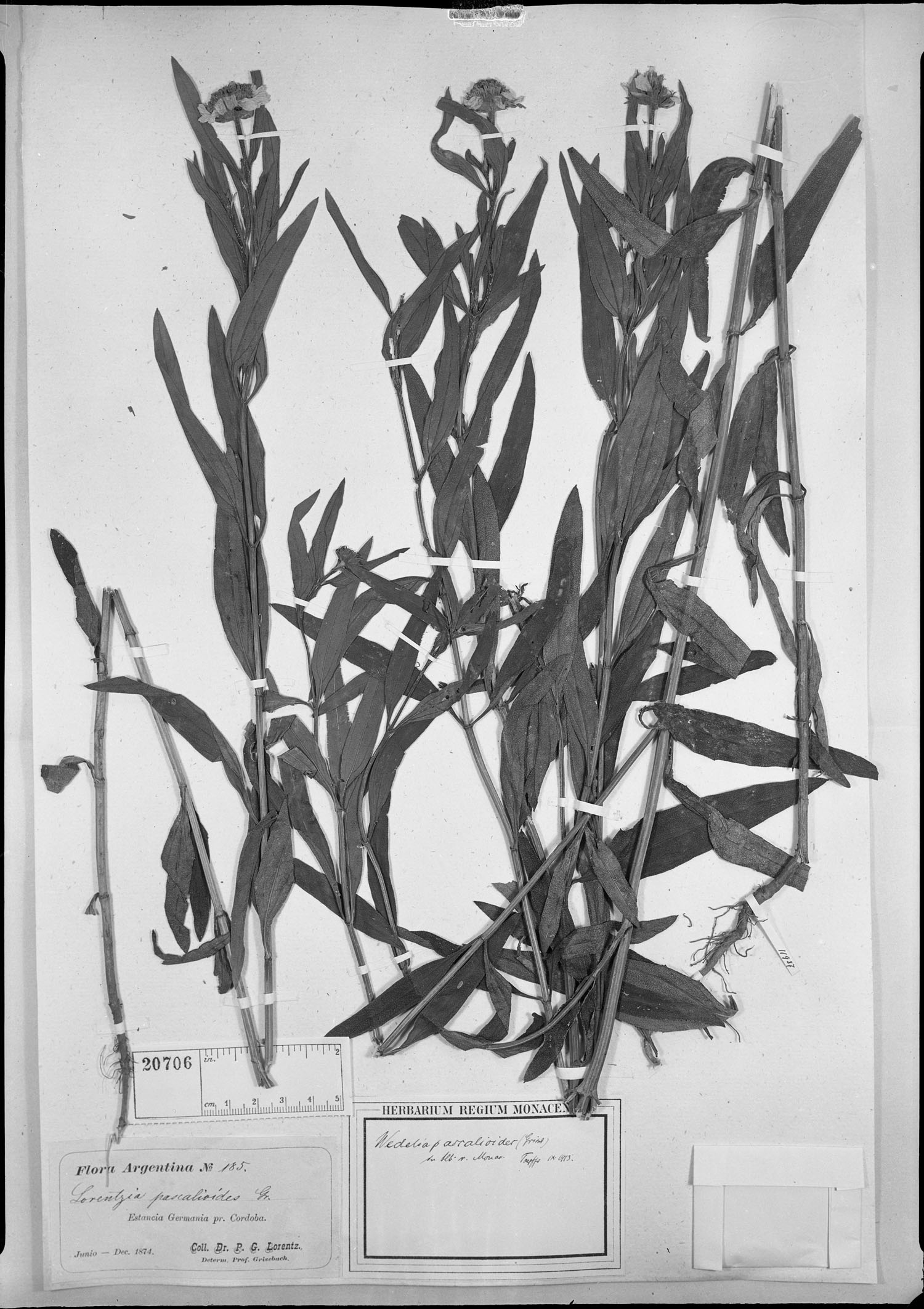 Wedelia pascalioides image