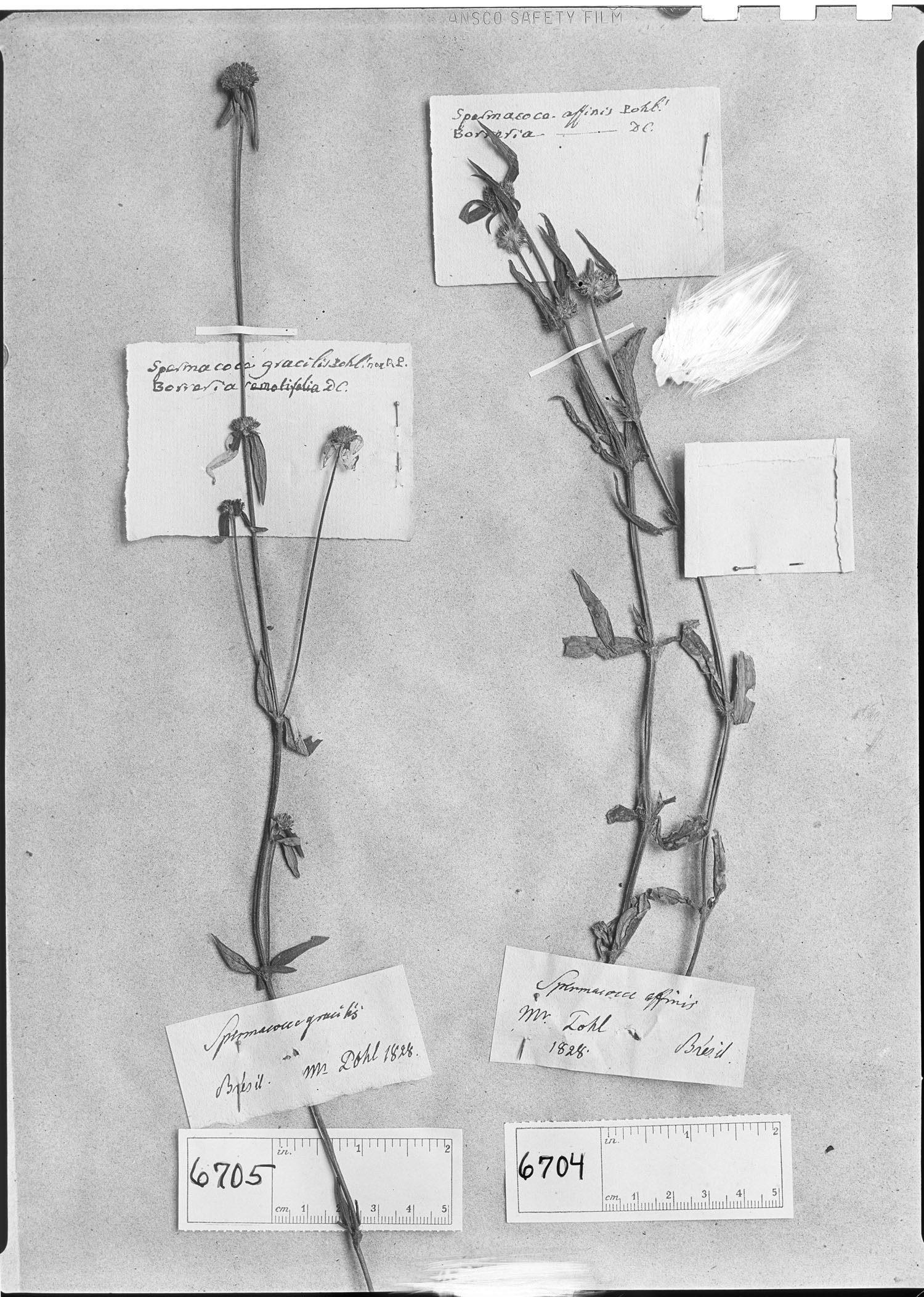 Borreria gracilis image
