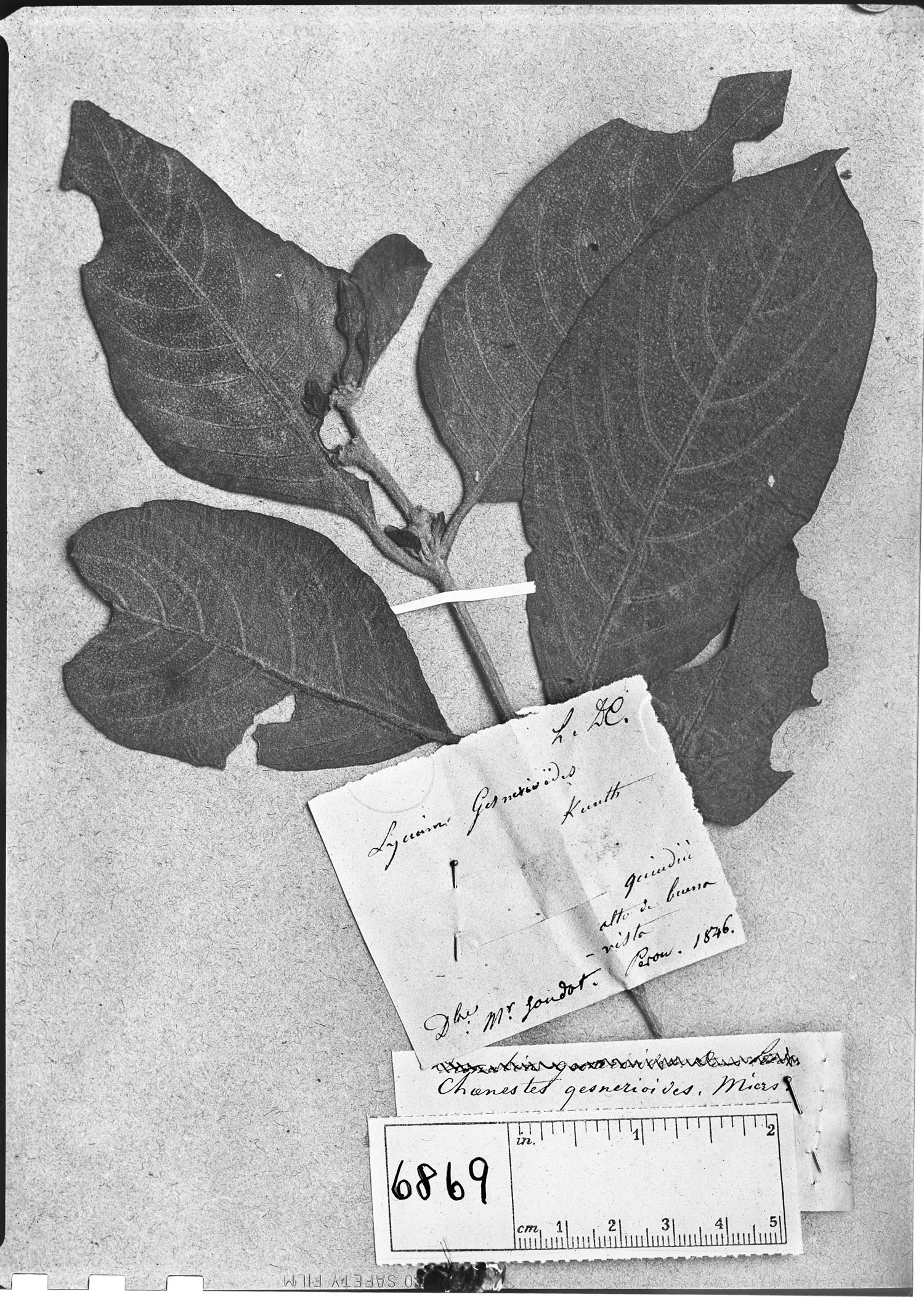 Chaenesthes gesnerioides image