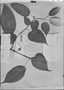 Solanum diploconos image