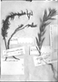 Hexasepalum rosmarinifolium image
