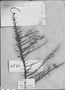Lycium rachidocladum image