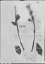 Schoepfia flexuosa image