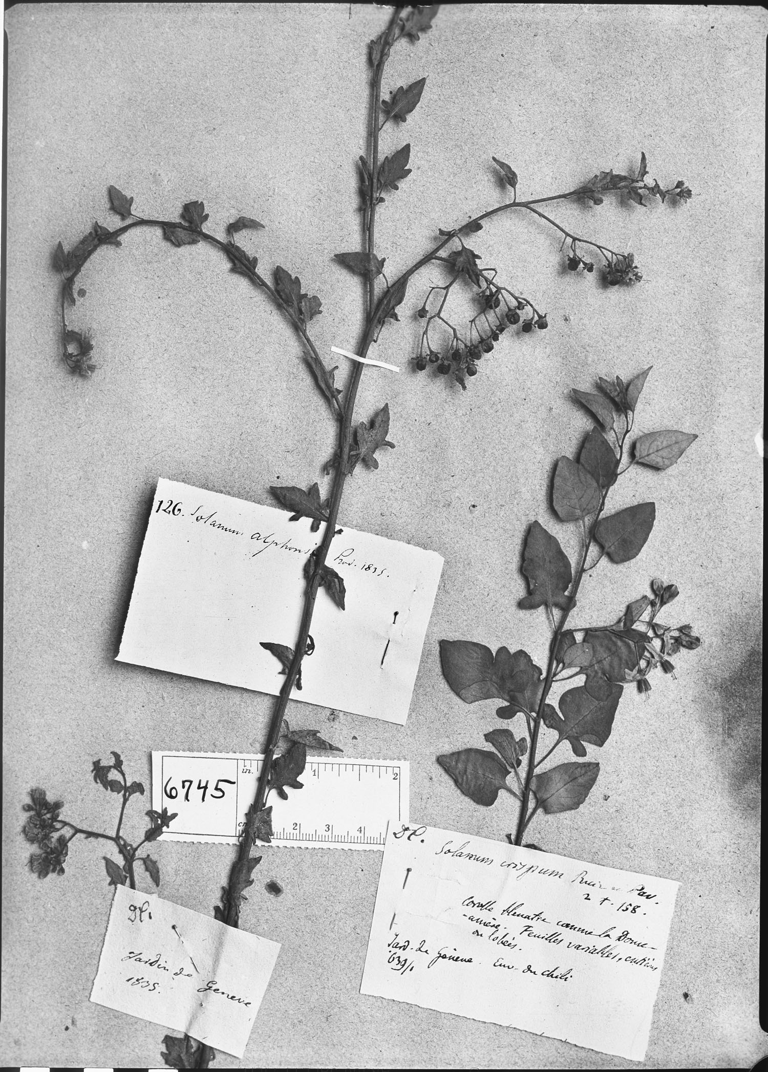 Solanum alphonsi image