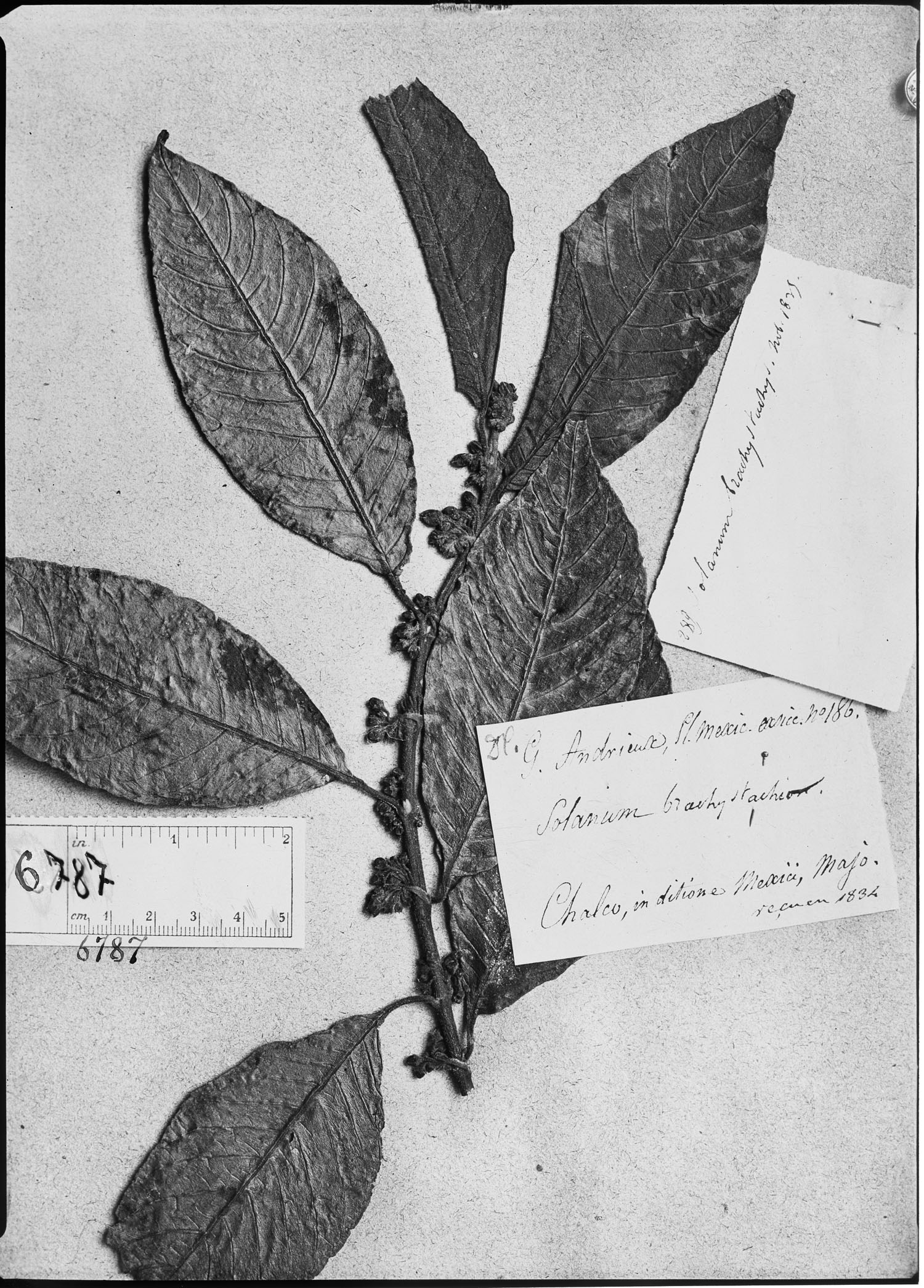 Solanum brachystachys image